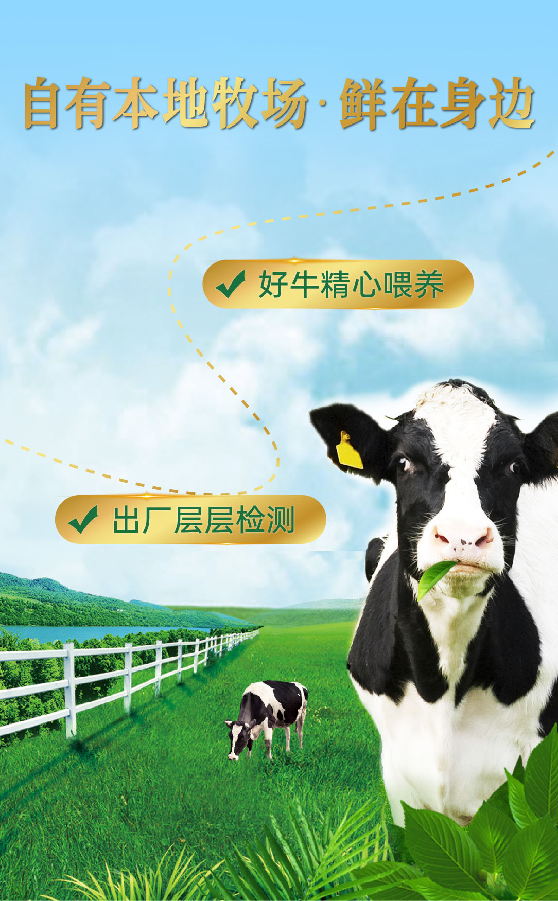 333牧场鲜牛奶-海报_画板 1 副本 2(3).jpg